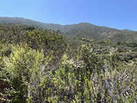 Chaparral plant community dominates the north-facing mountain slope of the south side of the preserve.